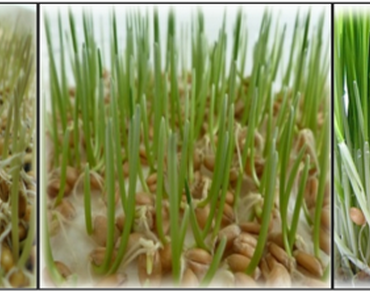 Nutritional analysis, Prebiotic, Antimicrobial, HPLC, Bioactives, Wheatgrass