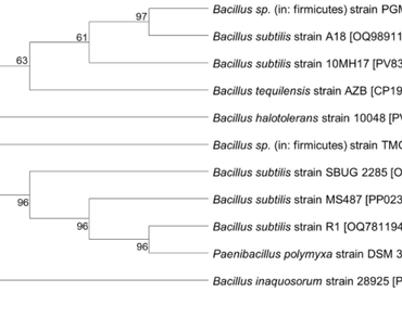 Marine origin Bacillus subtilis 10MH17 as an effective bio-inoculant for improving growth of Vigna unguiculata plant