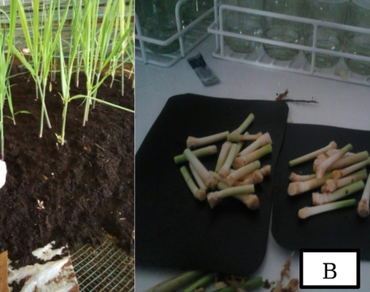 In vitro propagation of two sugarcane genotypes via shoot apical meristem culture