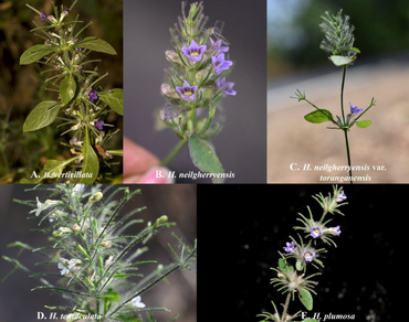 Comparative anatomy and taxonomic insights of the endemic Indian genus Haplanthodes (Acanthaceae)