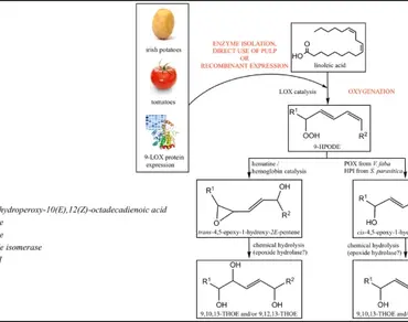 Molecular cloning and recombinant protein expression of 9-LOX gene from Solanum tuberosum in Pichia pastoris yeast cells