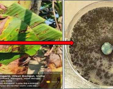 First record of Aspergillus niger (OR365417) infecting Musa paradisiaca leaves