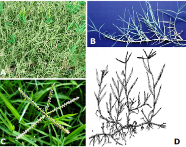 n                     Cyanodon dactylonn                  , Pooja samagri, Poaceae, Phytochemicals, Pharmacology