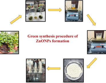 Extract-dependent biosynthesis and characterisation of zinc oxide nanoparticles derived from Bacopa monnieri (L.)