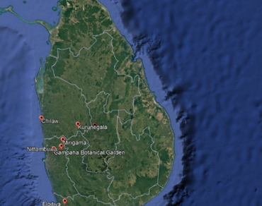 Integrating leaf morphological traits and DNA barcoding for the identification of Aporosa cardiosperma and Aporosa lanceolata in Sri Lanka
