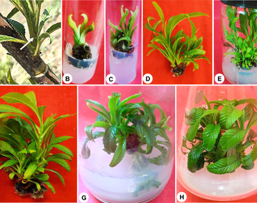 In vitro propagation of Dillenia pentagyna Roxb.: a medicinal tree with high conservation priority