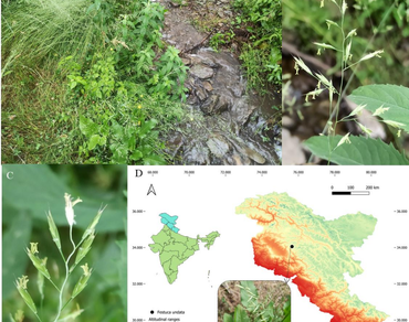 Expanded distribution of Festuca undata (Poaceae: Poeae) in Himalaya