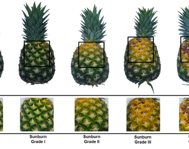 Effect of sunscreen application on sunburn incidence and fruit quality of ‘MD-2’ pineapple under production conditions