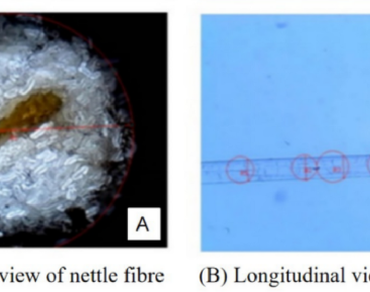 Extraction and characterization of Himalayan natural plant Fibers for blended textile production