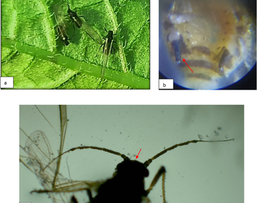 Monitoring and management of potato crop aphids in Eastern Uttar Pradesh