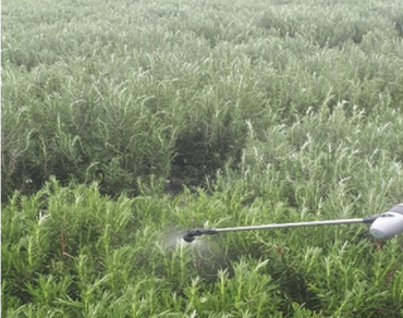 Enhancing morphological traits, yield, and chemical quality of rosemary (Rosmarinus officinalis L.) using biostimulants