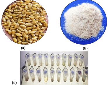 Screening and inhibition of amylase trypsin inhibitor proteins in wheat against Sitophilus granarius