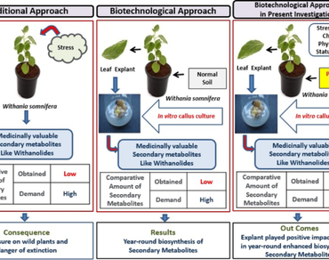 Comparative analysis of withanolide accumulation in leaves and calli of Withania somnifera (L.) Dunal grown in different soil provenances
