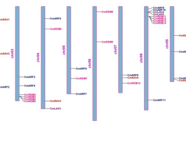 Genome-wide identification and characterization of B3 superfamily in Cucumis melo (L.) and their expression profiling under fruit development and biotic stress