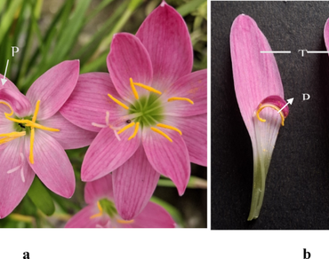 Floral identity shift in Zephyranthes rosea: first report of a petaloid stamen