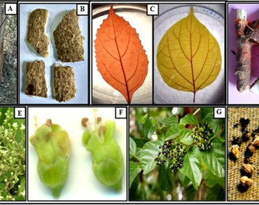 Pharmacognostic and phytochemical analysis of Premna integrifolia L. plant parts