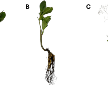 Revealing the antioxidant activity and total phenolic content of ex vitro and in vitro Javanese ginseng (Talinum paniculatum (Jacq.) Gaertn.)