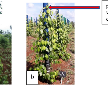 Optimizing production of black pepper cuttings: insights from pole implementation and combined fertigation with retained tendrils