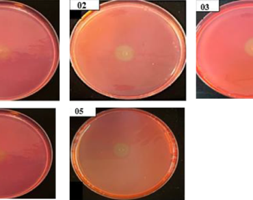 Response surface methodology for optimizing cellulase production in Enterobacter cloacae