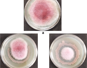 Potentiality of Bacillus amyloliquefaciens as a biocontrol agent for management of anthracnose disease in chilli: an in vitro analysis