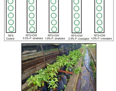 Chemical elements in Capsicum annuum L. fruits grown with mixed substrate of Red Ferralitic Soil and dry weight of invasive aquatic plants