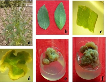 Phytochemical profiling of Ocimum basilicum citriodorum callus and therapeutic potential of callus-derived n-Hexadecanoic acid