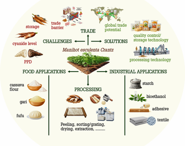 Manihot esculenta crantz: insights on food, industrial applications and trade challenges 
