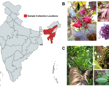 Comparative analysis of phytochemistry, antioxidant, anti-inflammatory, cytotoxicity, and anti-microbial activity of Hibiscus sabdariffa and Ficus racemosa from North-Eastern India