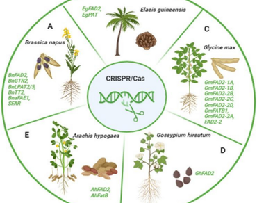 CRISPR revolution in plant genetics: promises, challenges and future prospects 