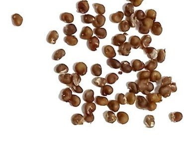 Fatty acid composition and agro-industrial potential of Capparis spinosa L. seed oils from Morocco