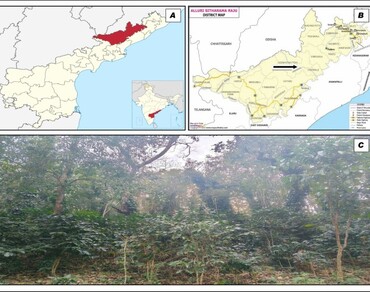 Ethnobotanical inventory and therapeutic applications of medicinal plants used by tribal communities of Chintapalle Mandal, Southern Eastern Ghats, India