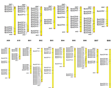 Comprehensive genome-wide analysis of the bZIP transcription factor family reveals the potential regulator of salt stress tolerance in Brassica juncea