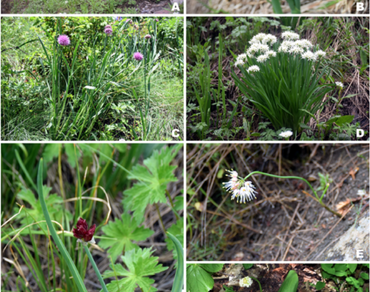 Sechu Tuan Nalla WLS: a reservoir of wild Allium germplasm in the Western Himalaya
