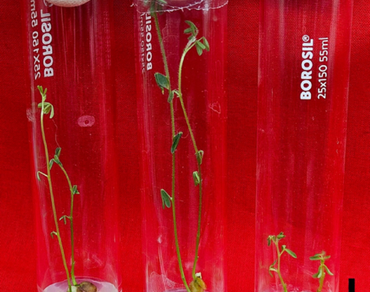 In vitro direct seed-to-seed regeneration of Lens culinaris Medik. for speed breeding