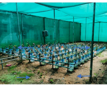 Soilless cultivation of Dracaena fragrans: impact of nutrient formulations on vegetative, biochemical and post-harvest traits