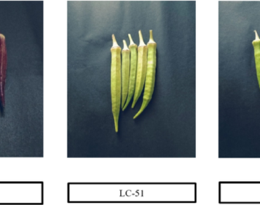 Genetic variability and character association in okra (Abelmoschus esculentus (L.) Moench) under sub-tropical regions of Himachal Pradesh