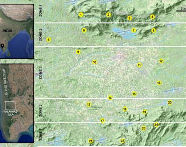 Morphological plasticity and threat assessment of primitive pteridophytes in Palakkad gap of Western Ghats, India