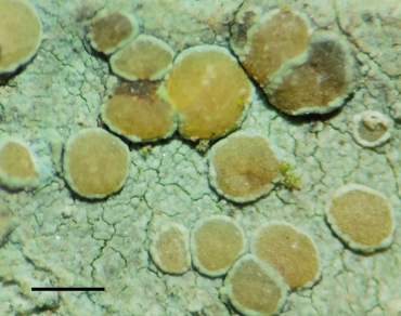Zinc solubilizing bacteria Pantoea dispersa SHL2C isolated from lichen with additional growth promoting activity on Sorghum vulgare, a crop plant