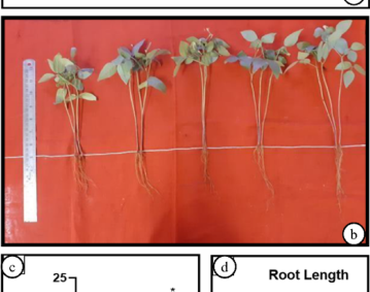 Modulation of morpho-physiological responses and antioxidant enzymes in green gram under metal stress