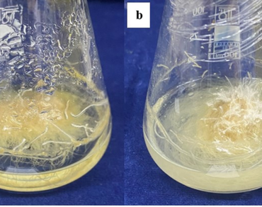 Dose- and time-dependent elicitation of hypericin and hyperforin in Hypericum perforatum adventitious roots using metallic and carbon-based nanoparticles