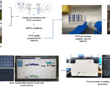 An optimized droplet digital PCR (ddPCR) protocol for gene expression studies in plant system and viral load estimation in waste water system