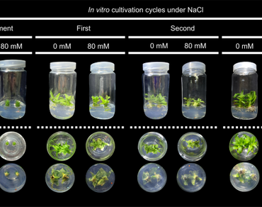 In vitro salinity priming modulates photosynthetic acclimation in Ananas comosus with limited growth recovery