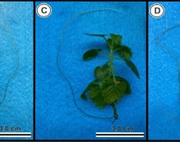 In vitro multiplication of ‘Xingu’ blackberry using the biomass of microalga Desmodesmus subspicatus (Scenedesmaceae)
