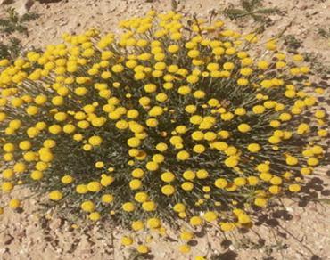 Chemical profile, antibacterial and antioxidant activities of essential oil and methanol extract from aerial part of Santolina africana Jord. & Fourr. growing in Belezma National Park (Biosphere reserve)