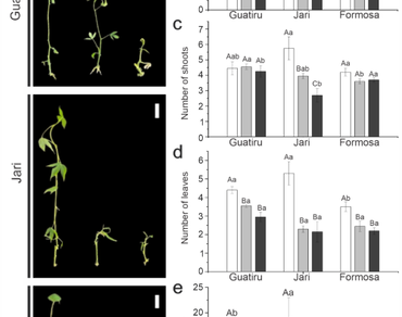 Activated charcoal and benzyladenine modulate stem and leaf morpho-anatomical traits of cassava (Manihot esculenta Crantz) genotypes grown in vitro