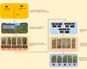 Identifying promising segregants with high yield and drought tolerance in yard long bean (Vigna unguiculata ssp. sesquipedalis (L.) Verdcourt)