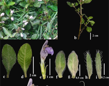 Extended distribution of Hygrophila phlomoides Nees. (Acanthaceae) to the Eastern Ghats, India
