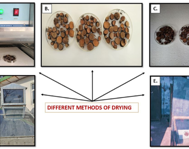 Post-harvest management for preserving bergenin content in Bergenia ciliata rhizomes and dried extract