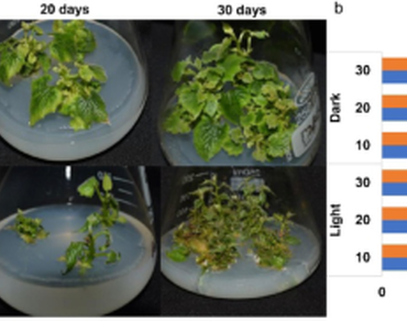 Effect of light and darkness treatment on morphology, biochemical profiling, and gene expression of Siraitia grosvenorii