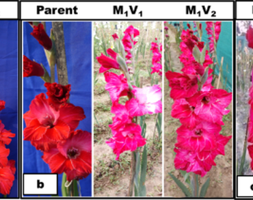 Impact of gamma irradiation on flower morphology and growth traits in Gladiolus hybrida L.